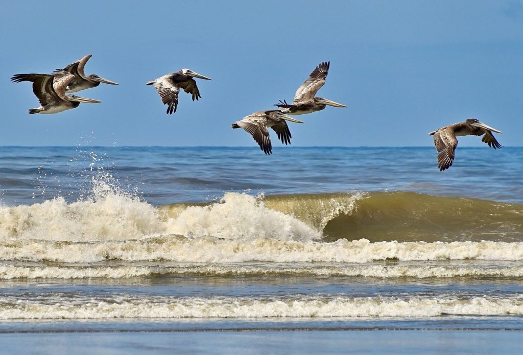 birds, brown pelicans, wildlife-8157789.jpg