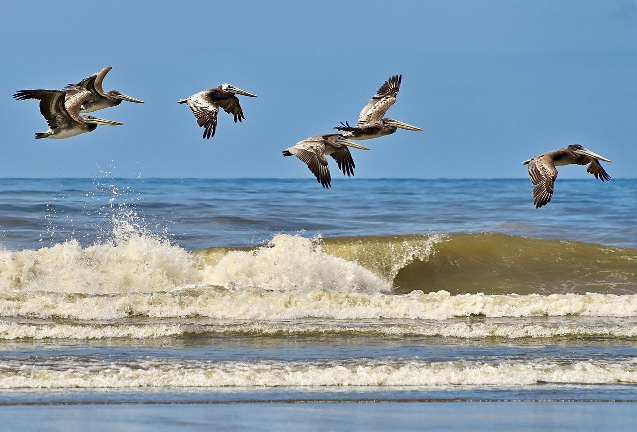 birds, brown pelicans, wildlife-8157789.jpg