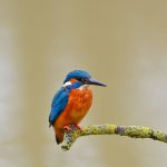 kingfisher, bird, perched-1352520.jpg