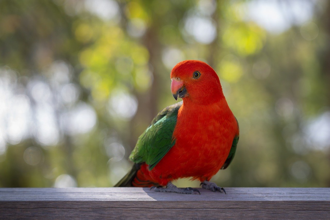 australian king parrot, king parrot, parrot-8345064.jpg